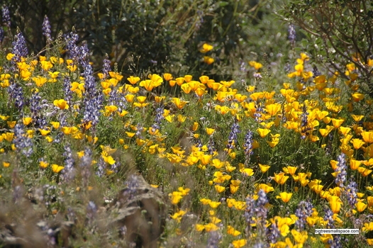 Wildflowers, Tucson, AZ