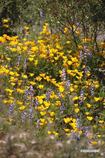 Wildflowers, Tucson, AZ